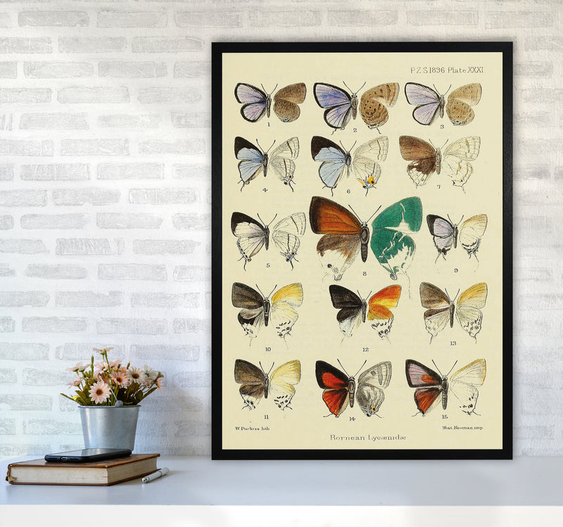 Vintage Butterfly Assortment Art Print by Jason Stanley A1 White Frame