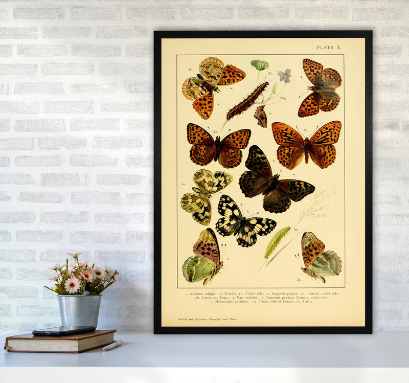 Vintage Butterfly Illustration Art Print by Jason Stanley A1 White Frame