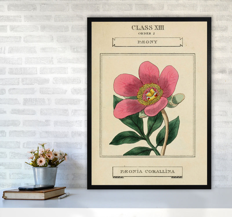 Vintage Flower Series 6 Art Print by Jason Stanley A1 White Frame