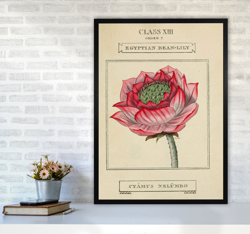 Vintage Flower Series 7 Art Print by Jason Stanley A1 White Frame