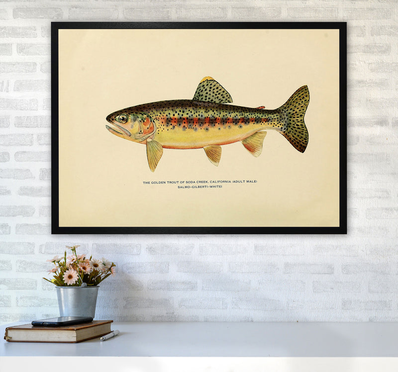 Golden Trout Illustration Art Print by Jason Stanley A1 White Frame