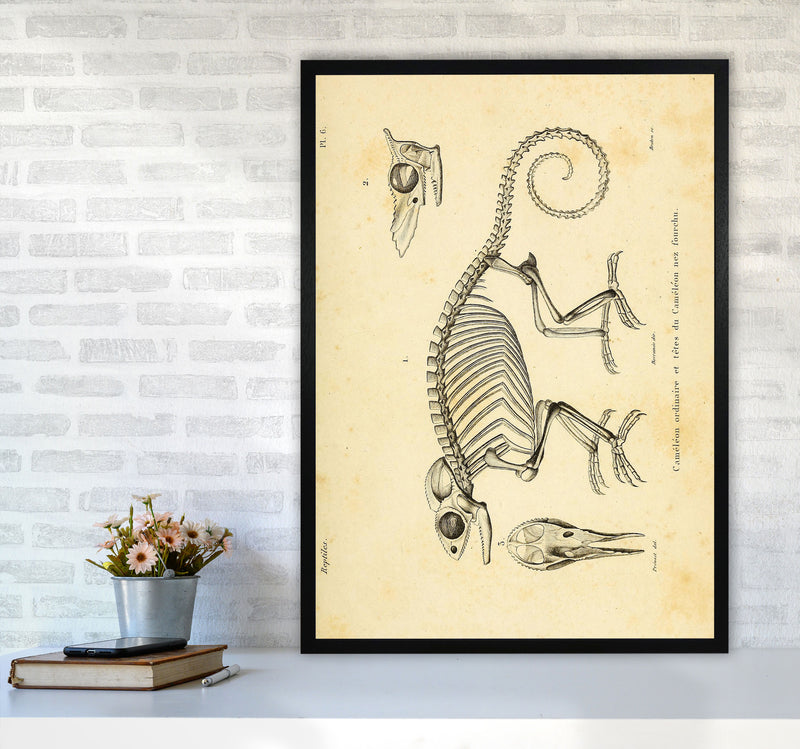Chameleon Skeleton System Art Print by Jason Stanley A1 White Frame
