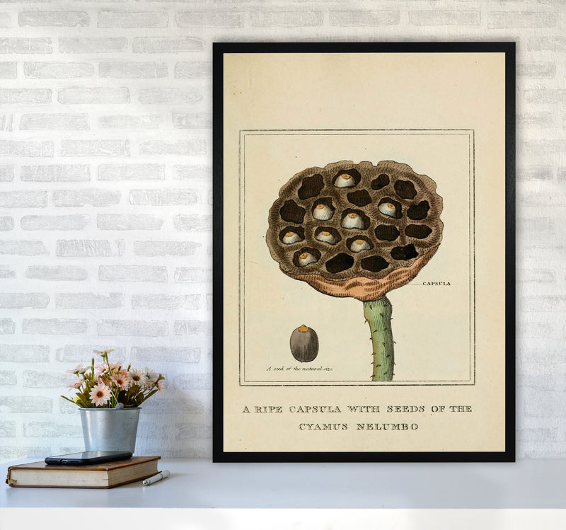 Vintage Flower Series 3 Art Print by Jason Stanley A1 White Frame