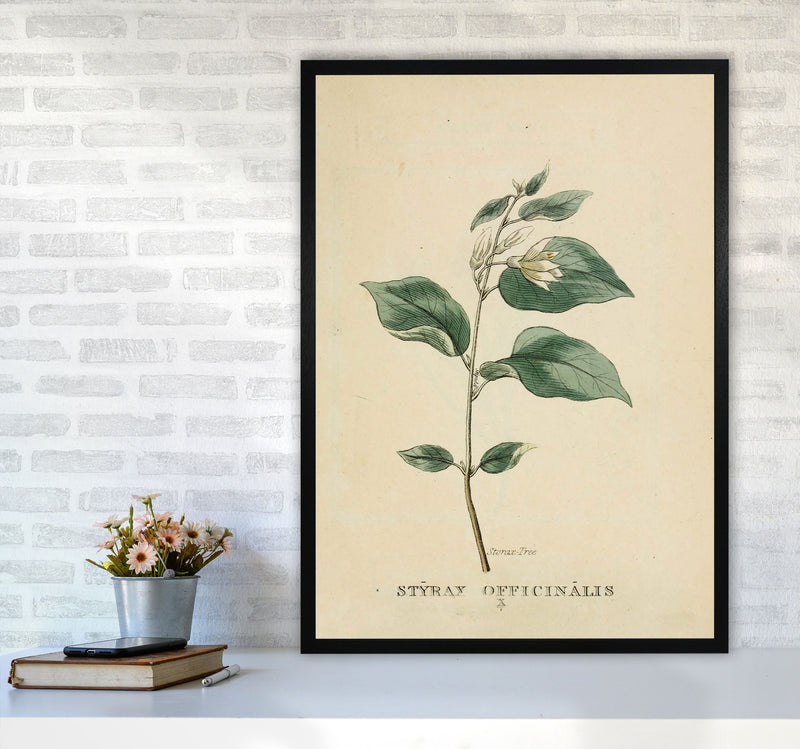 Vintage Flower Series 1 Art Print by Jason Stanley A1 White Frame