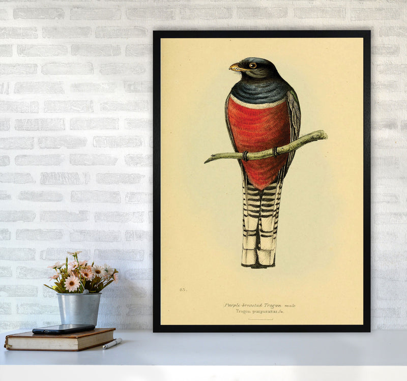 Purple Breasted Trogon Art Print by Jason Stanley A1 White Frame