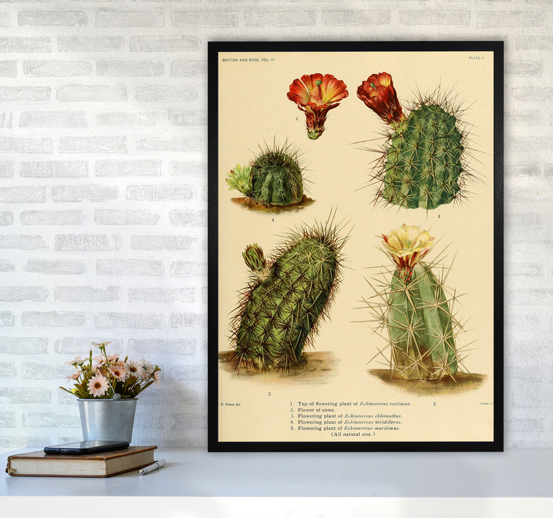 Cactus Series 1 Art Print by Jason Stanley A1 White Frame