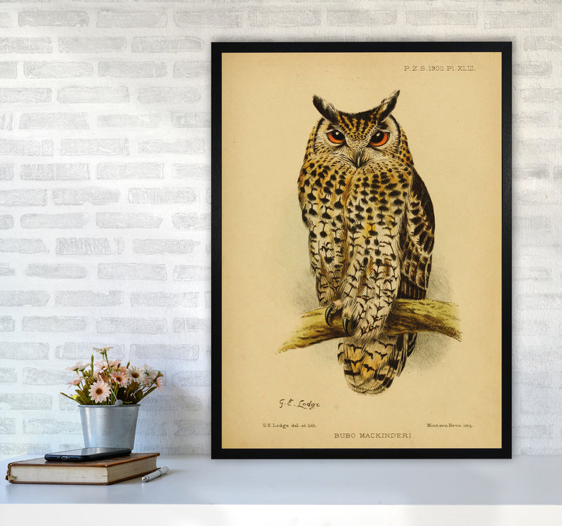 Vintage Owl Copy Art Print by Jason Stanley A1 White Frame
