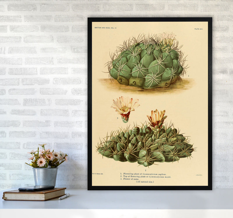 Cactus Series 12 Art Print by Jason Stanley A1 White Frame