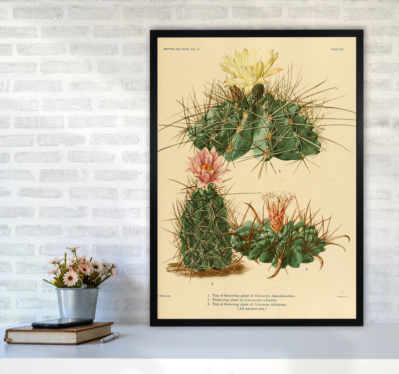 Cactus Series 11 Art Print by Jason Stanley A1 White Frame