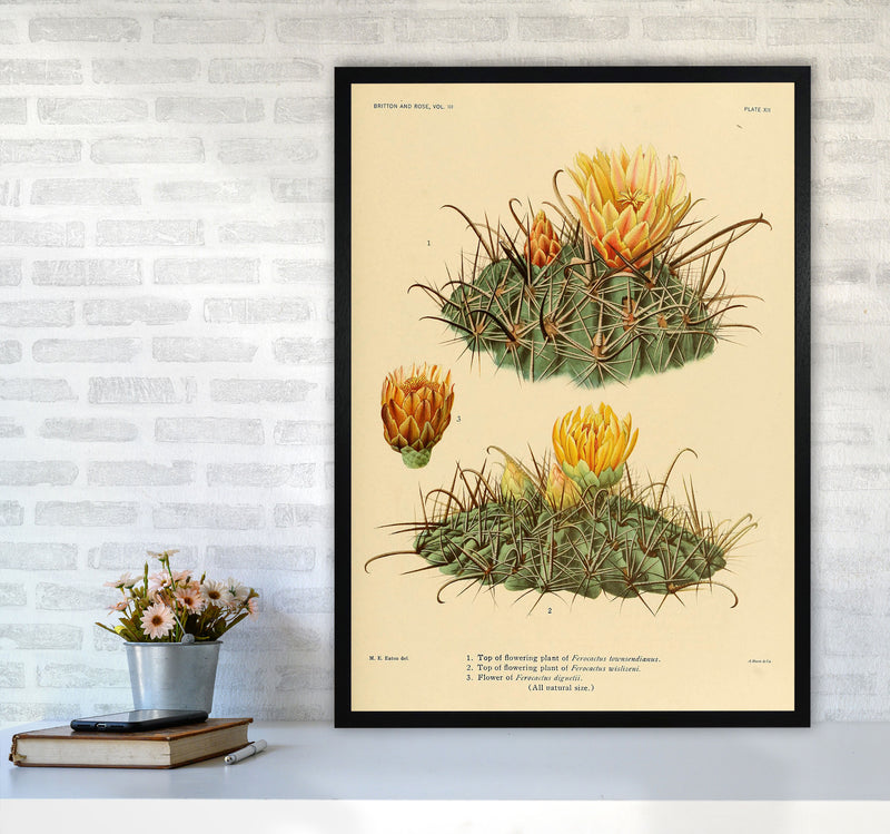 Cactus Series 9 Art Print by Jason Stanley A1 White Frame