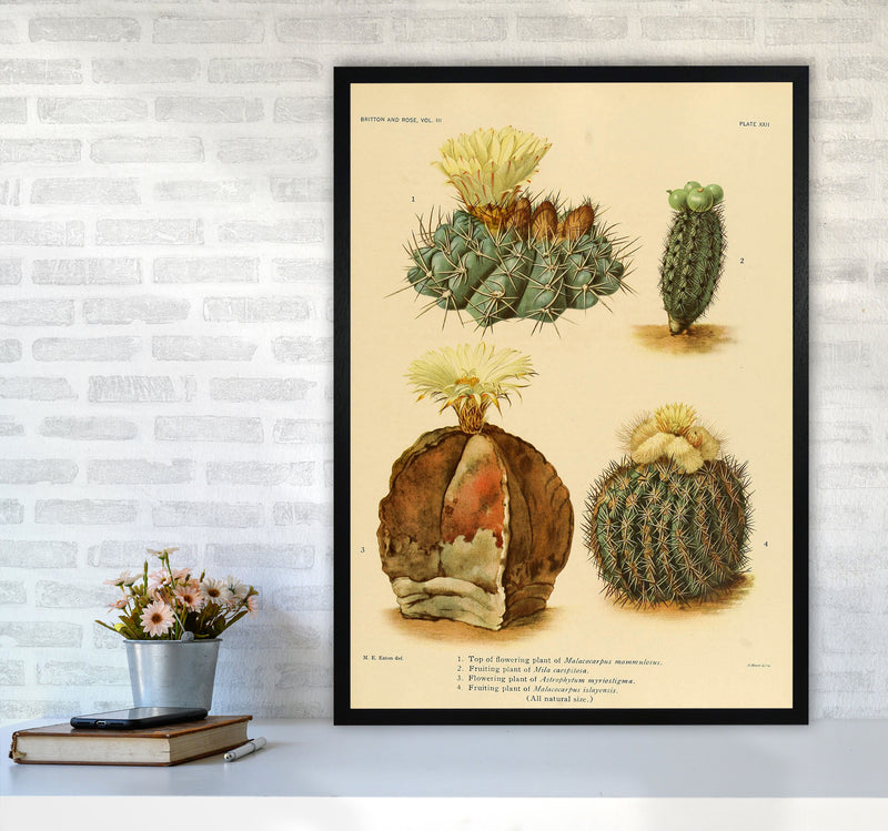 Cactus Series 16 Art Print by Jason Stanley A1 White Frame