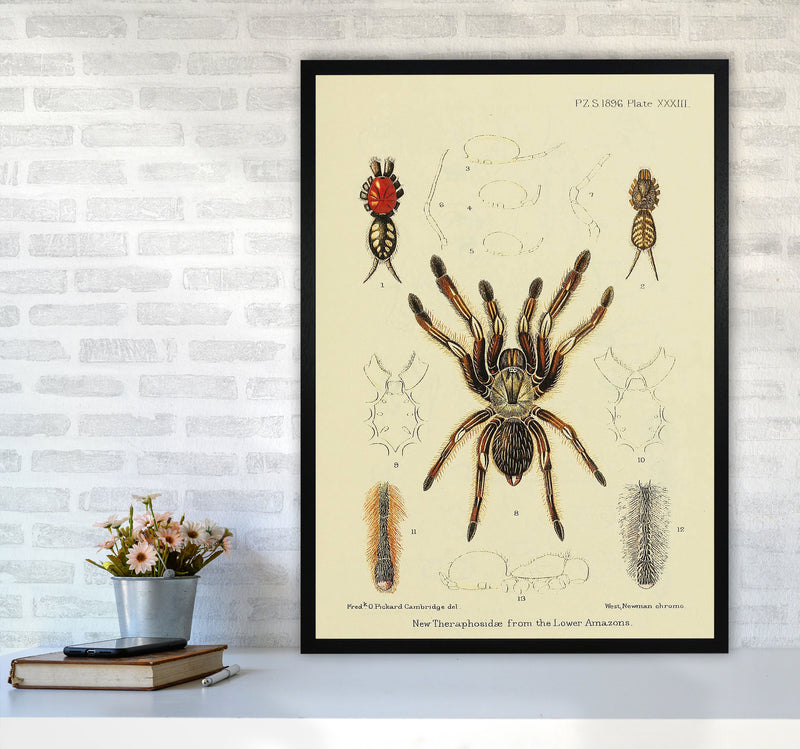 Vintage Tarantula Art Print by Jason Stanley A1 White Frame