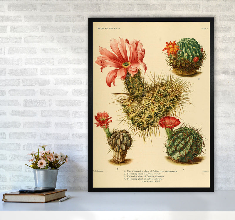 Cactus Series 4 Art Print by Jason Stanley A1 White Frame