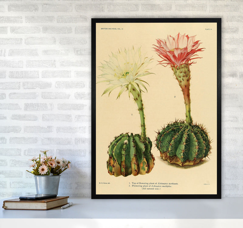 Cactus Series 5 Art Print by Jason Stanley A1 White Frame