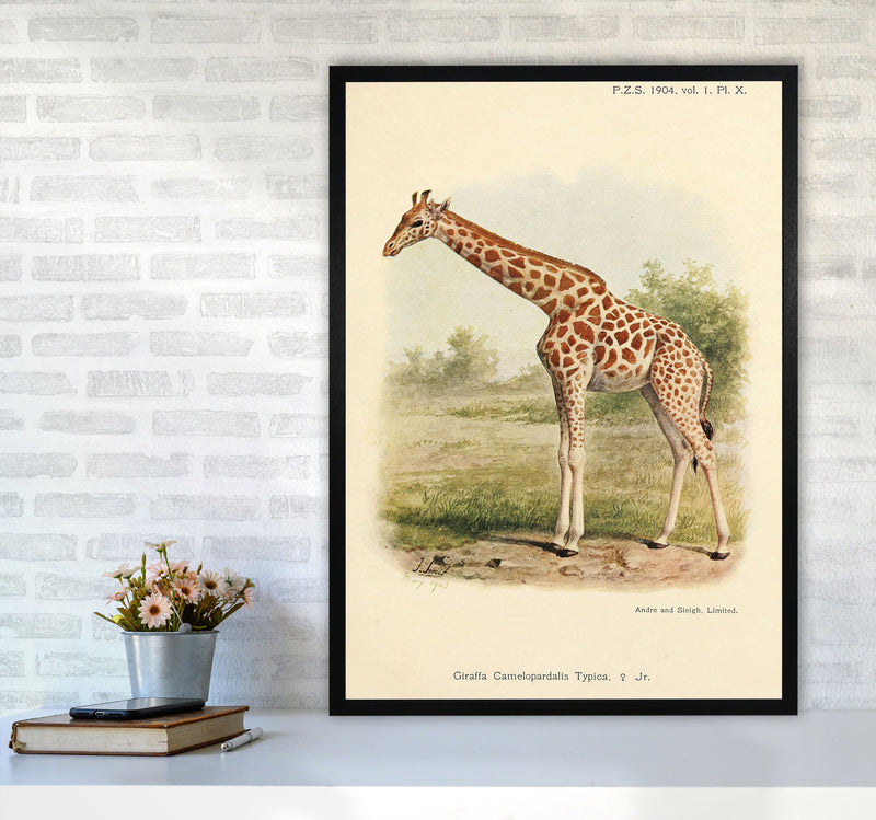 The Gentle Giraffe Art Print by Jason Stanley A1 White Frame