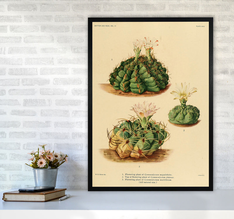 Cactus Series 13 Art Print by Jason Stanley A1 White Frame