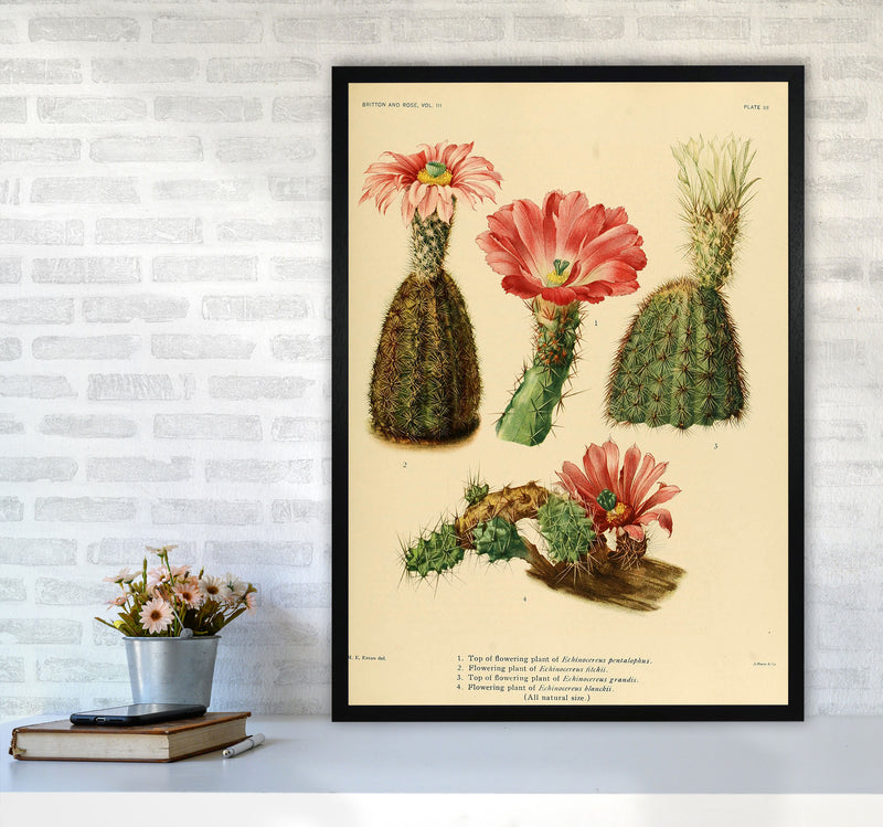 Cactus Series 2 Art Print by Jason Stanley A1 White Frame