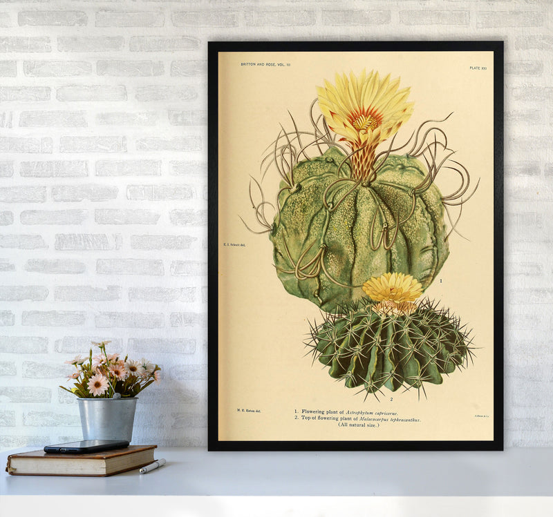 Cactus Series 15 Art Print by Jason Stanley A1 White Frame