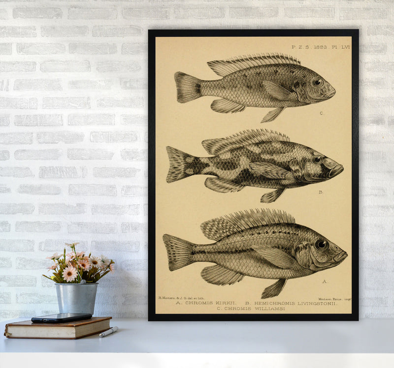 Various Fish Art Print by Jason Stanley A1 White Frame