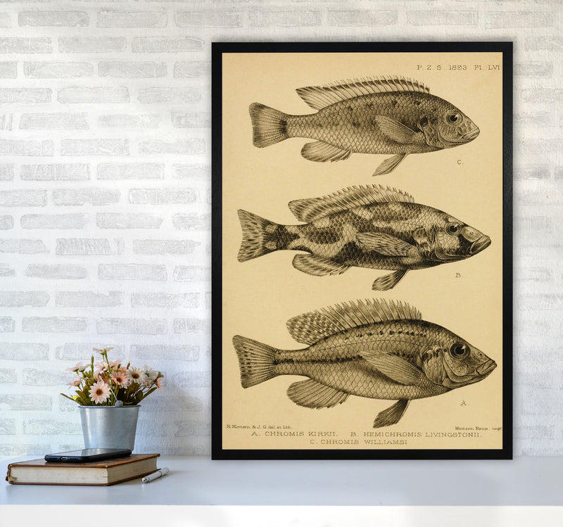 Vintage Fish Art Print by Jason Stanley A1 White Frame