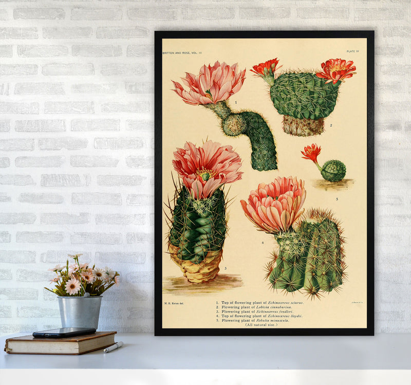 Cactus Series 3 Art Print by Jason Stanley A1 White Frame