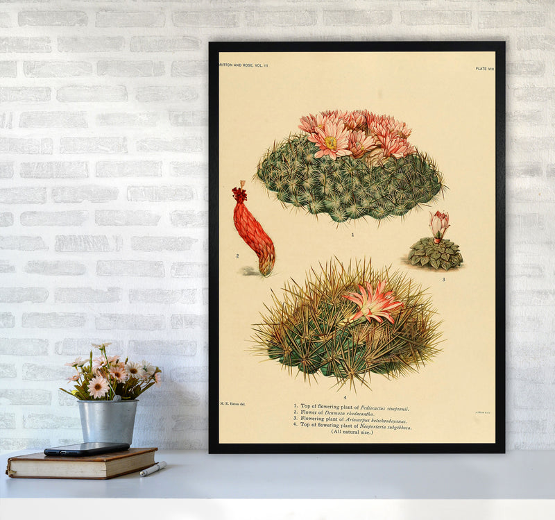 Cactus Series 7 Art Print by Jason Stanley A1 White Frame