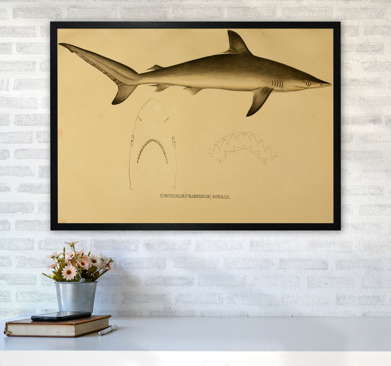 Shark Series 4 Art Print by Jason Stanley A1 White Frame