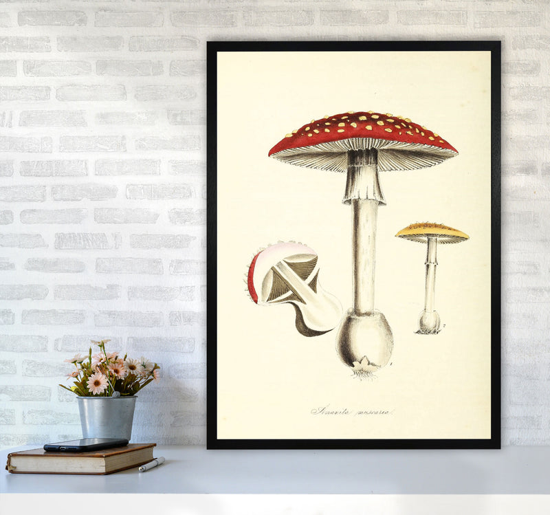 Magic Mushrooms Art Print by Jason Stanley A1 White Frame