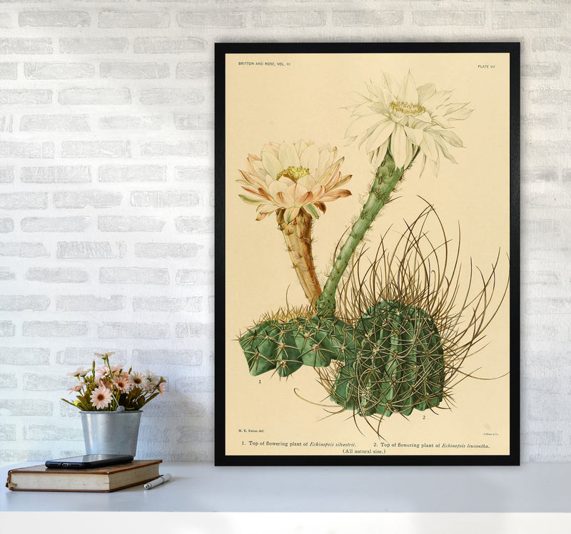 Cactus Series 6 Art Print by Jason Stanley A1 White Frame