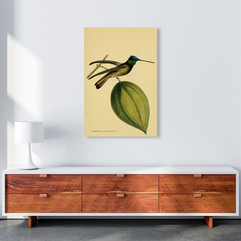 Crowned Humming Bird Art Print by Jason Stanley A1 Canvas