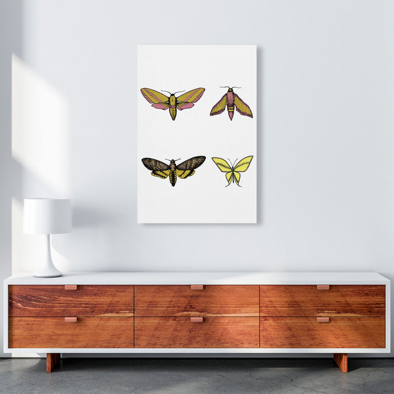 Vintage Moths Art Print by Jason Stanley A1 Canvas