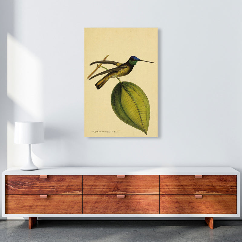 Sapphire Crowned Hummingbird Art Print by Jason Stanley A1 Canvas