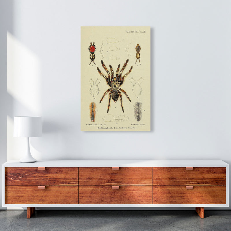 Vintage Tarantula Art Print by Jason Stanley A1 Canvas