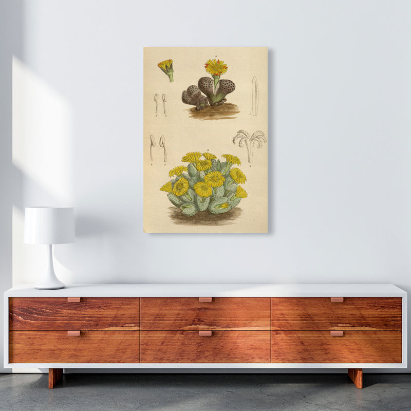 Vintage Cactus III Art Print by Jason Stanley A1 Canvas
