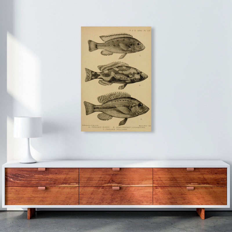 Various Fish Art Print by Jason Stanley A1 Canvas