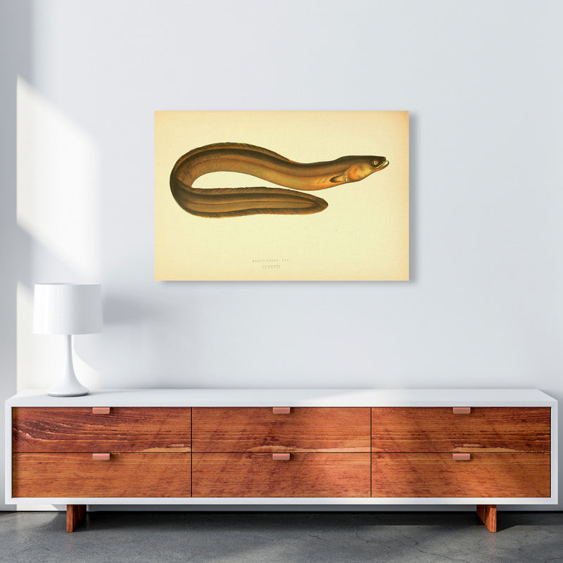 Broad Nosed Eel Art Print by Jason Stanley A1 Canvas