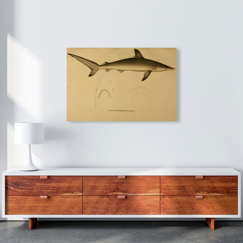 Shark Series 4 Art Print by Jason Stanley A1 Canvas