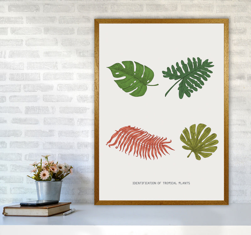 Identification Of Tropical Plants Art Print by Jason Stanley A1 Print Only