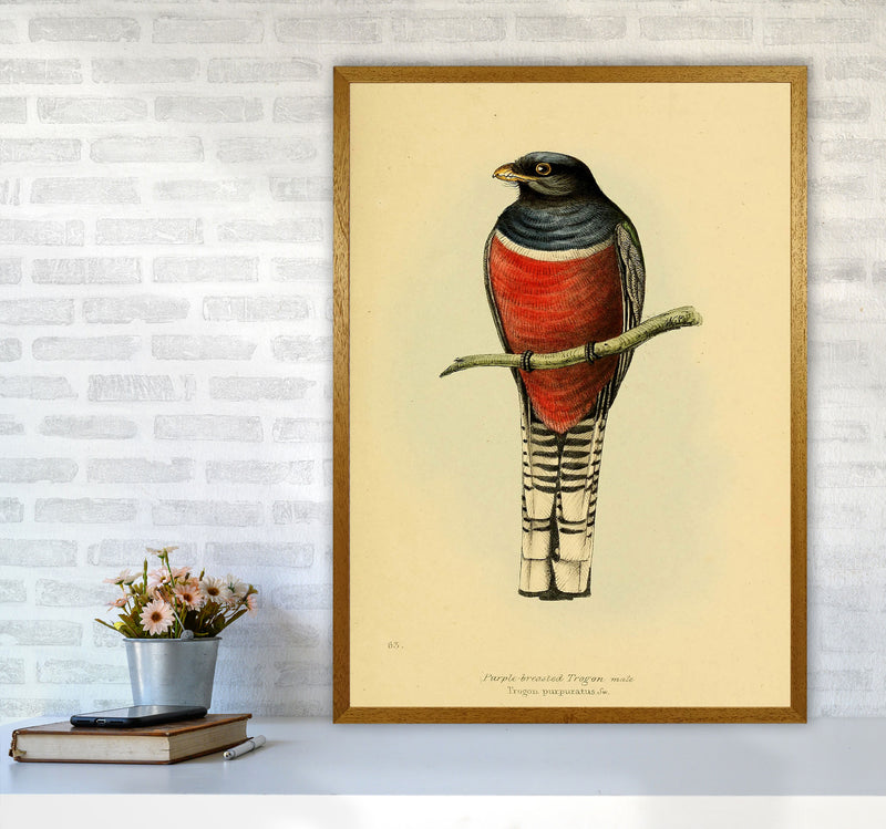 Vintage Purple Breasted Trogon Art Print by Jason Stanley A1 Print Only