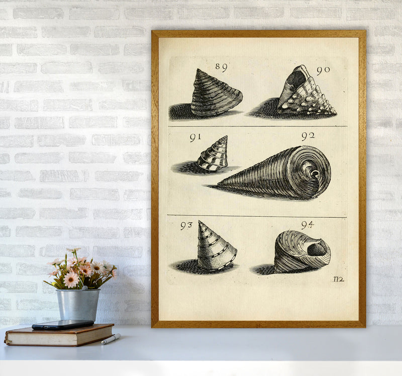 Set Of Vintage Shells Art Print by Jason Stanley A1 Print Only