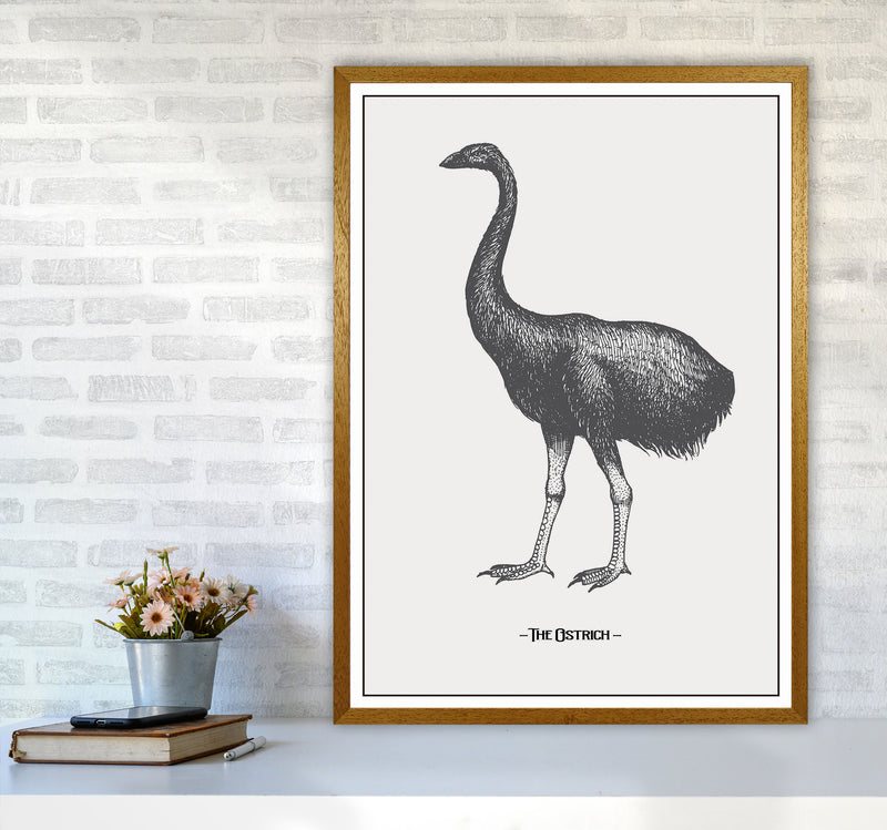 The Ostrich Art Print by Jason Stanley A1 Print Only