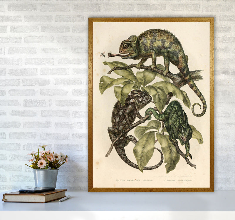 Vintage Chameleon Illustration Art Print by Jason Stanley A1 Print Only