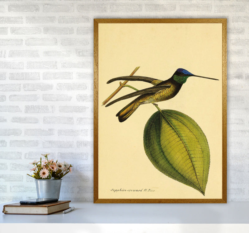 Sapphire Crowned Hummingbird Art Print by Jason Stanley A1 Print Only