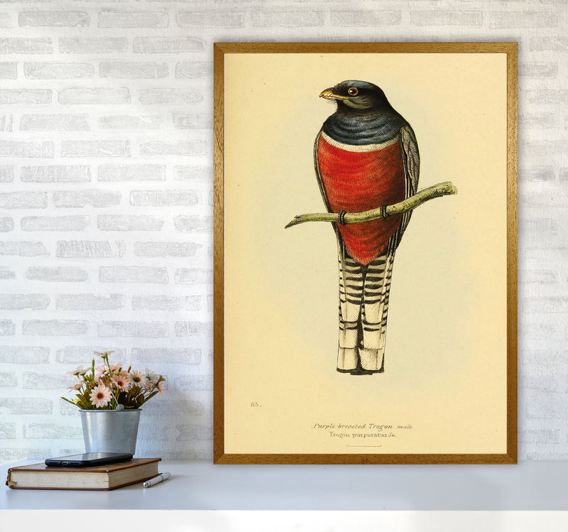 Purple Breasted Trogon Copy Art Print by Jason Stanley A1 Print Only