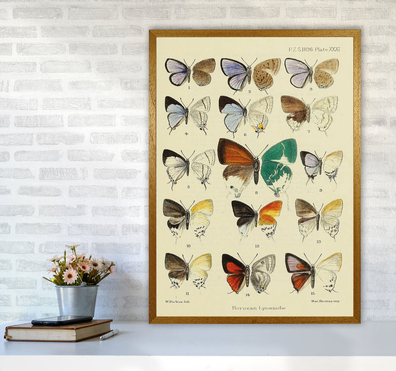 Vintage Butterfly Assortment Art Print by Jason Stanley A1 Print Only