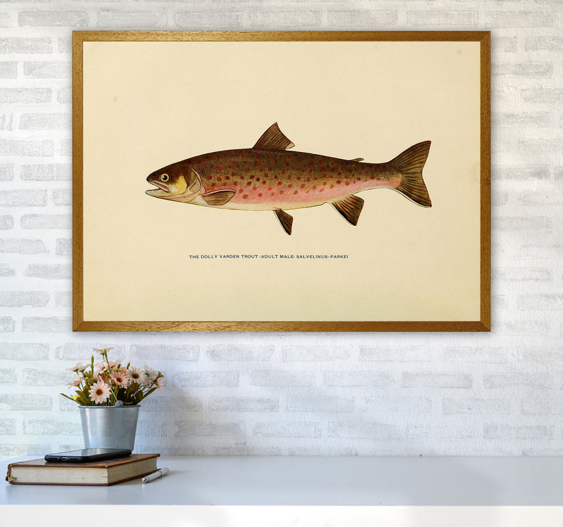 Dolly Varden Trout Illustration Art Print by Jason Stanley A1 Print Only