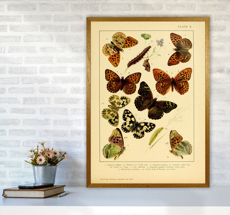 Vintage Butterfly Illustration Art Print by Jason Stanley A1 Print Only
