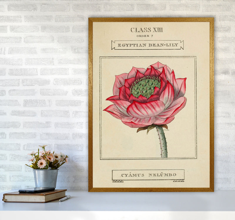 Vintage Flower Series 7 Art Print by Jason Stanley A1 Print Only