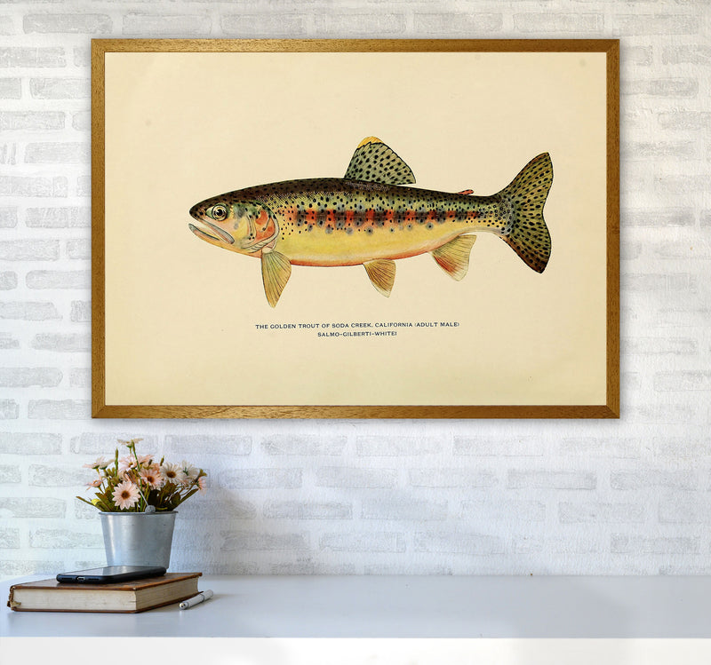 Golden Trout Illustration Art Print by Jason Stanley A1 Print Only