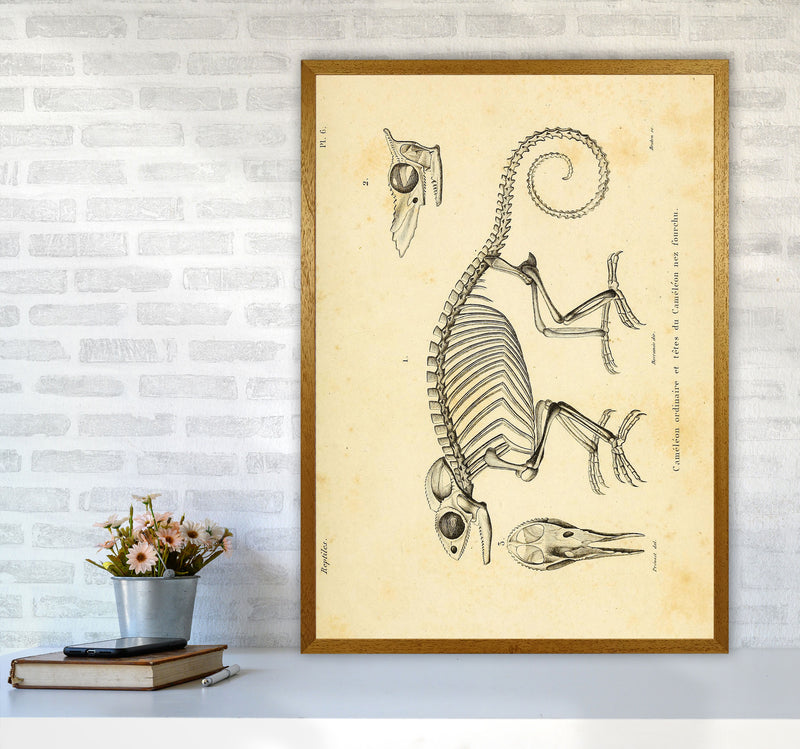Chameleon Skeleton System Art Print by Jason Stanley A1 Print Only